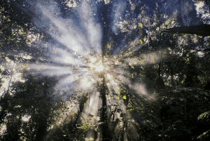 A low-angle photo of tall trees reaching toward the sky with light pouring through them
